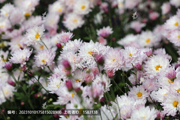 菊花