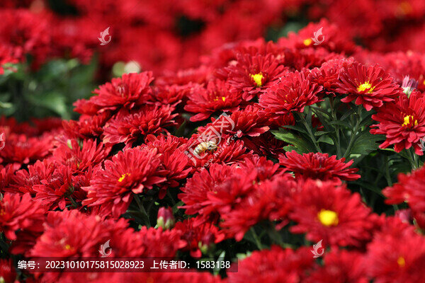 菊花
