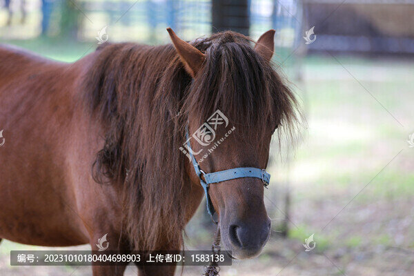馬