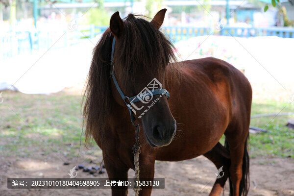 馬