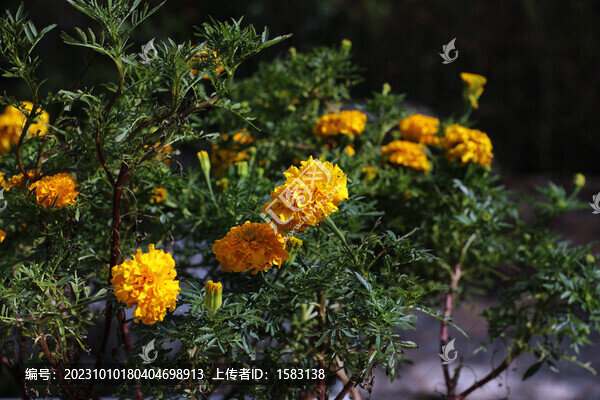 萬(wàn)壽菊