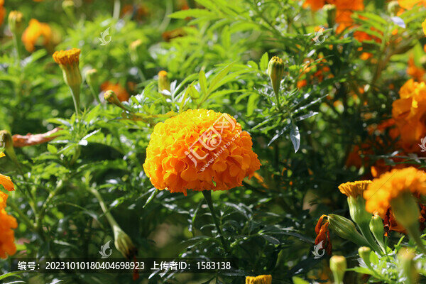 萬壽菊