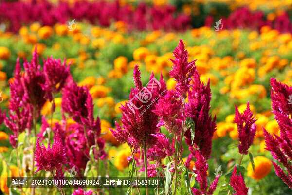 羽狀雞冠花