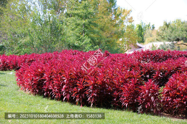 雞冠花赤壁