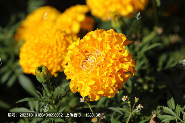 萬壽菊