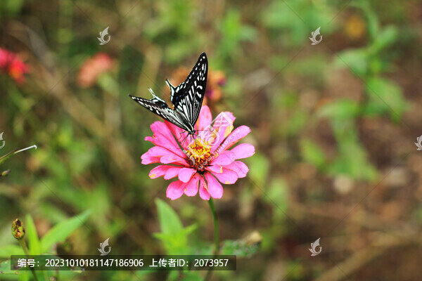 蝴蝶