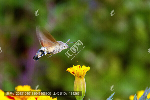 蜂鳥鷹蛾