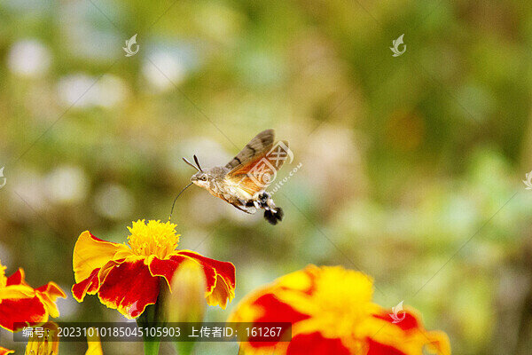蜂鳥鷹蛾