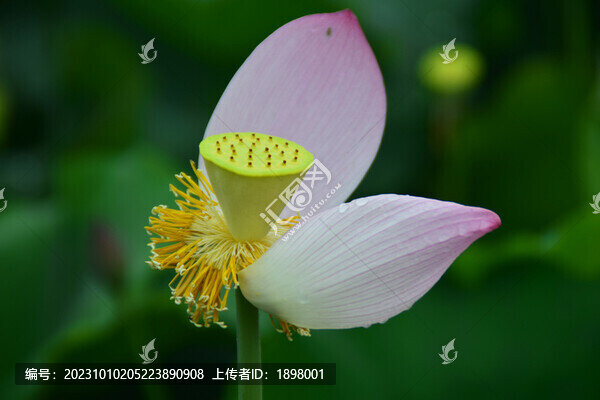 荷花瓣