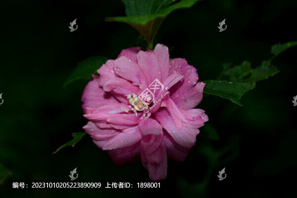 粉色的花