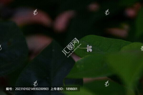 桂花落