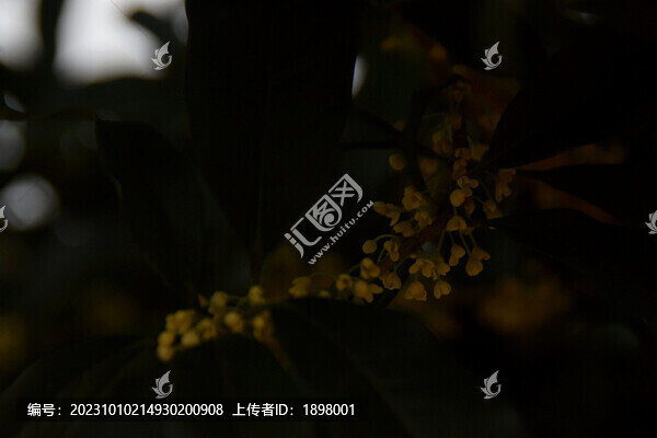 桂花