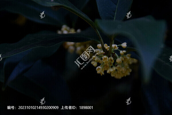 桂花