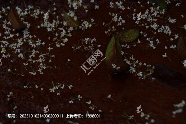 桂花落