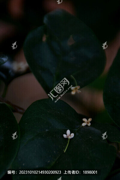 桂花落