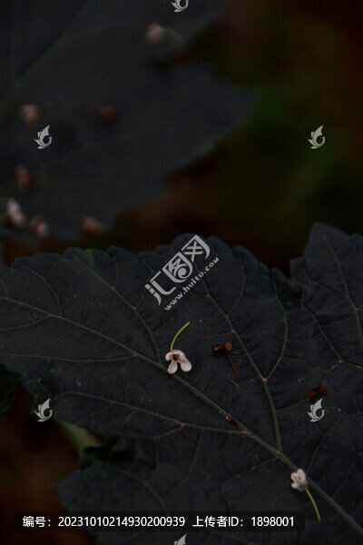桂花落