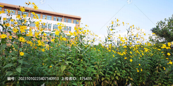洋姜花