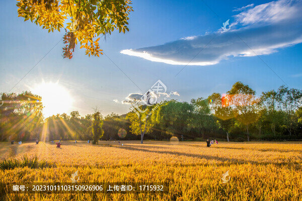 北京北塢稻田