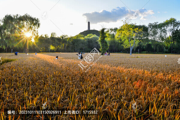 北京北塢稻田