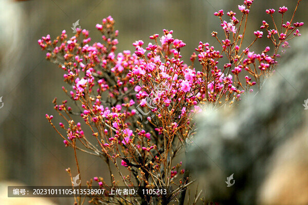 巖石杜鵑