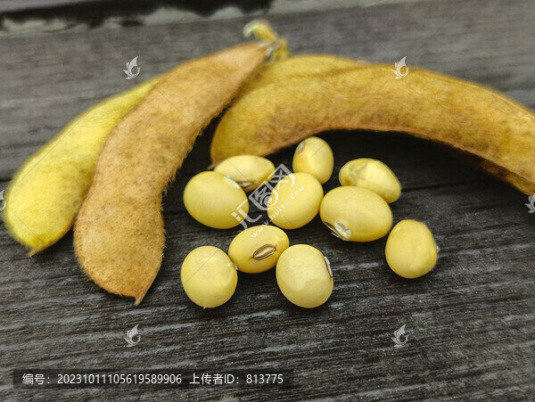 豆粒素材