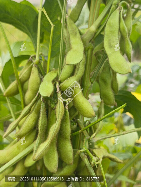 青毛豆