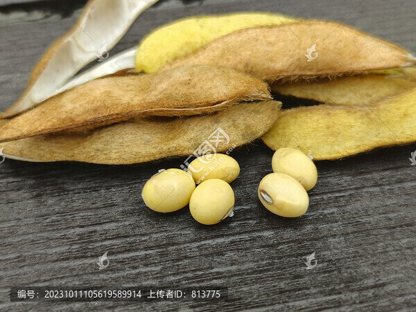 收獲黃豆粒