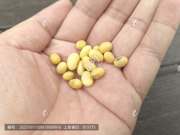 手里黃豆粒
