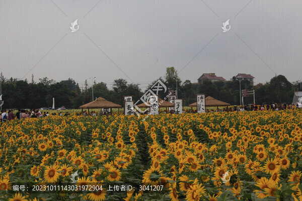 農(nóng)科村國慶的向日葵花海