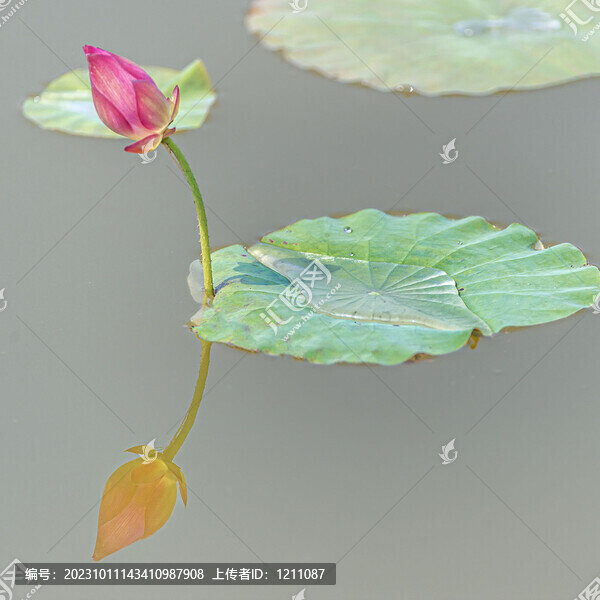 荷趣