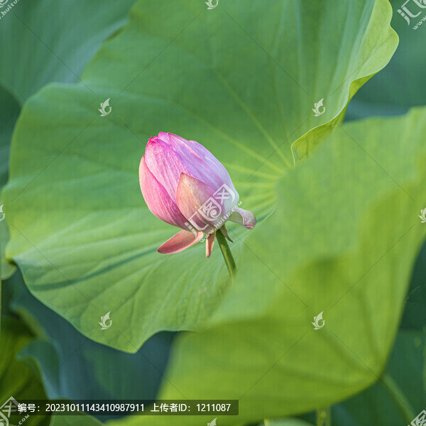 荷趣