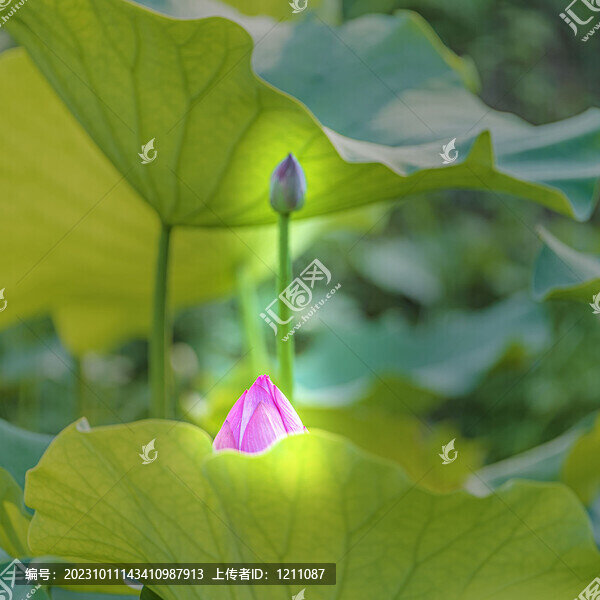 荷趣
