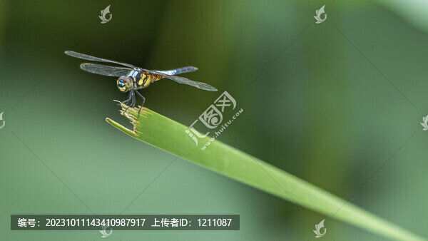 荷趣