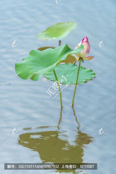荷趣