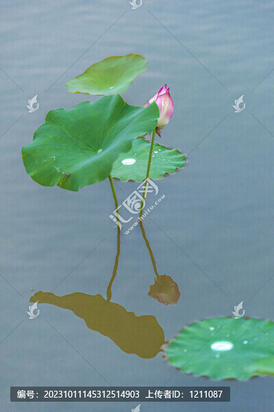 荷趣