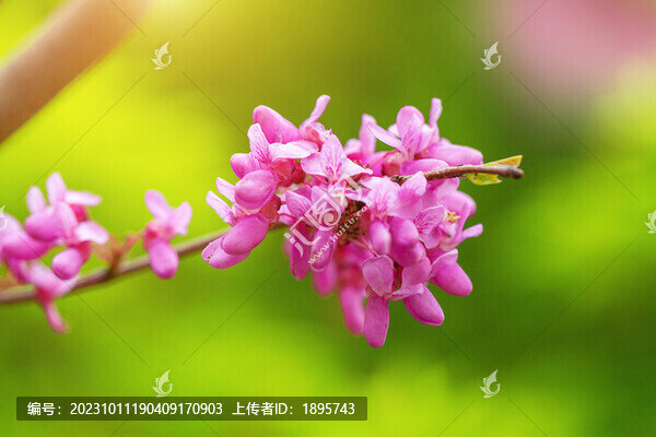 春天的紫荊樹(shù)花