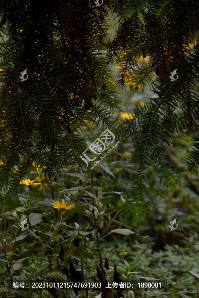 樹葉與洋姜花