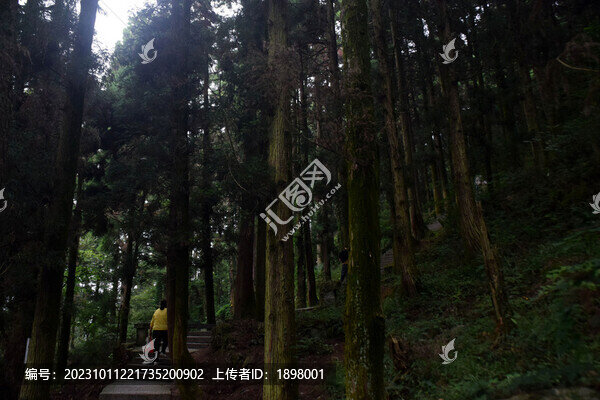 山林