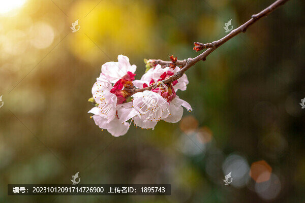三月春季桃花開