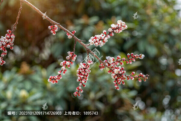 三月春季桃花開(kāi)