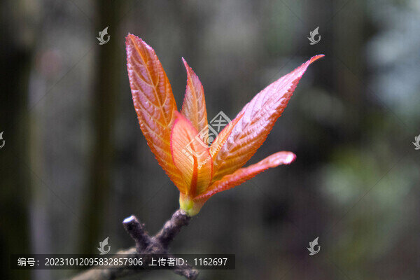 樹葉嫩芽