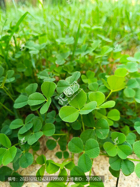 三葉草