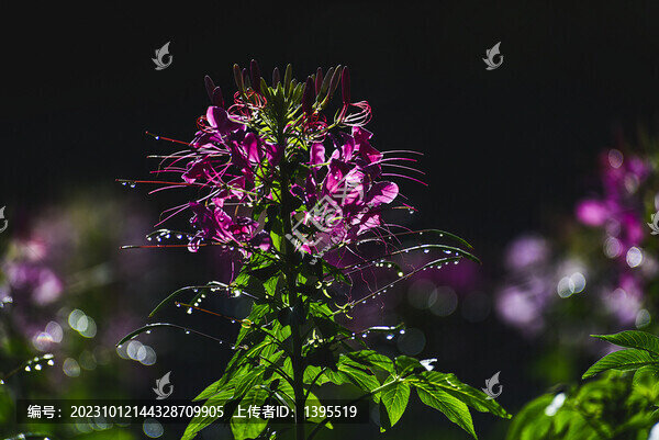 園林醉蝶花