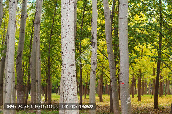 樹林