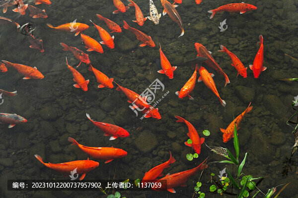 北京奧林匹克森林公園濕地金魚(yú)