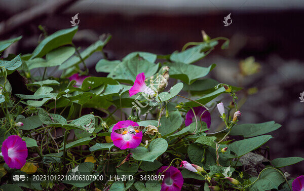 長(zhǎng)喙天蛾抓拍