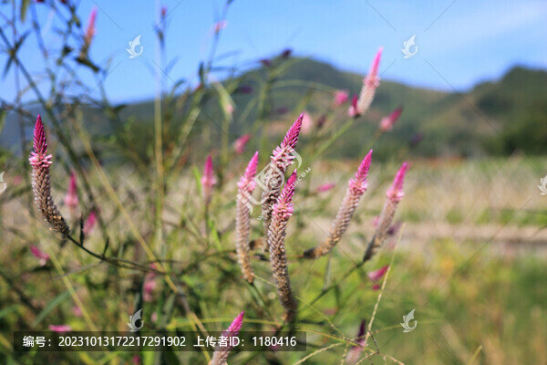 陌上花開