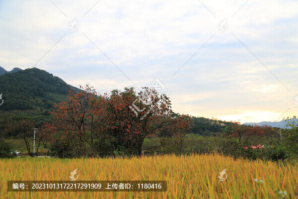 鄉(xiāng)間美好