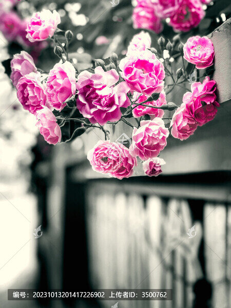 薔薇花鮮花街景街拍濾色攝影