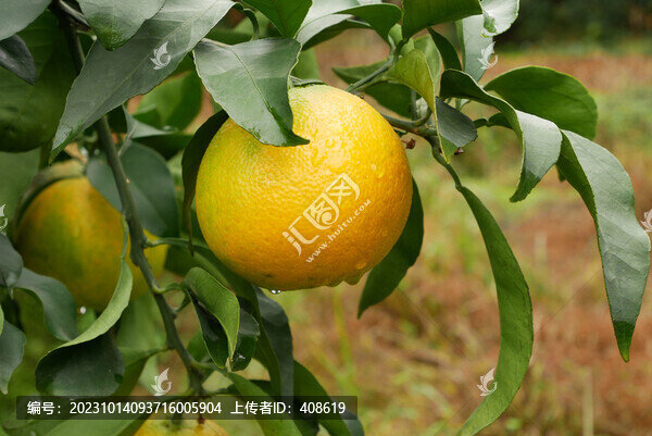 樹上的愛媛38號